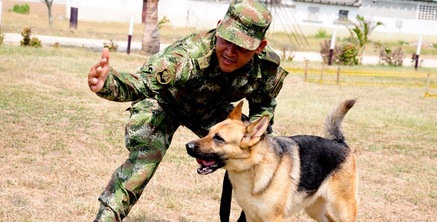 Soldados de cuatro patas en busca de minas antipersonas