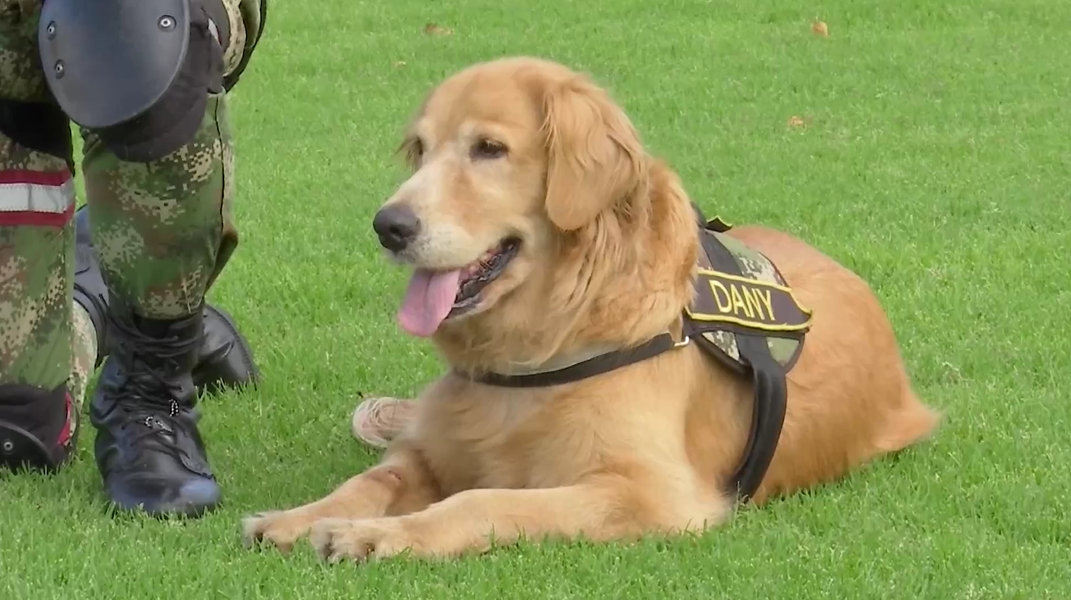 Dani perrita ejército