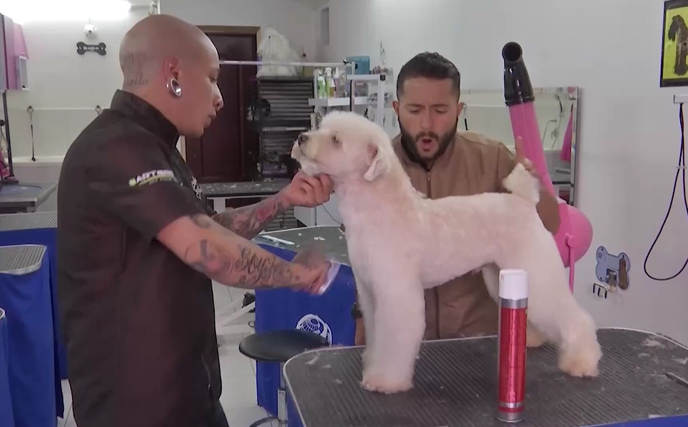 Así es una sesión de belleza para perritos