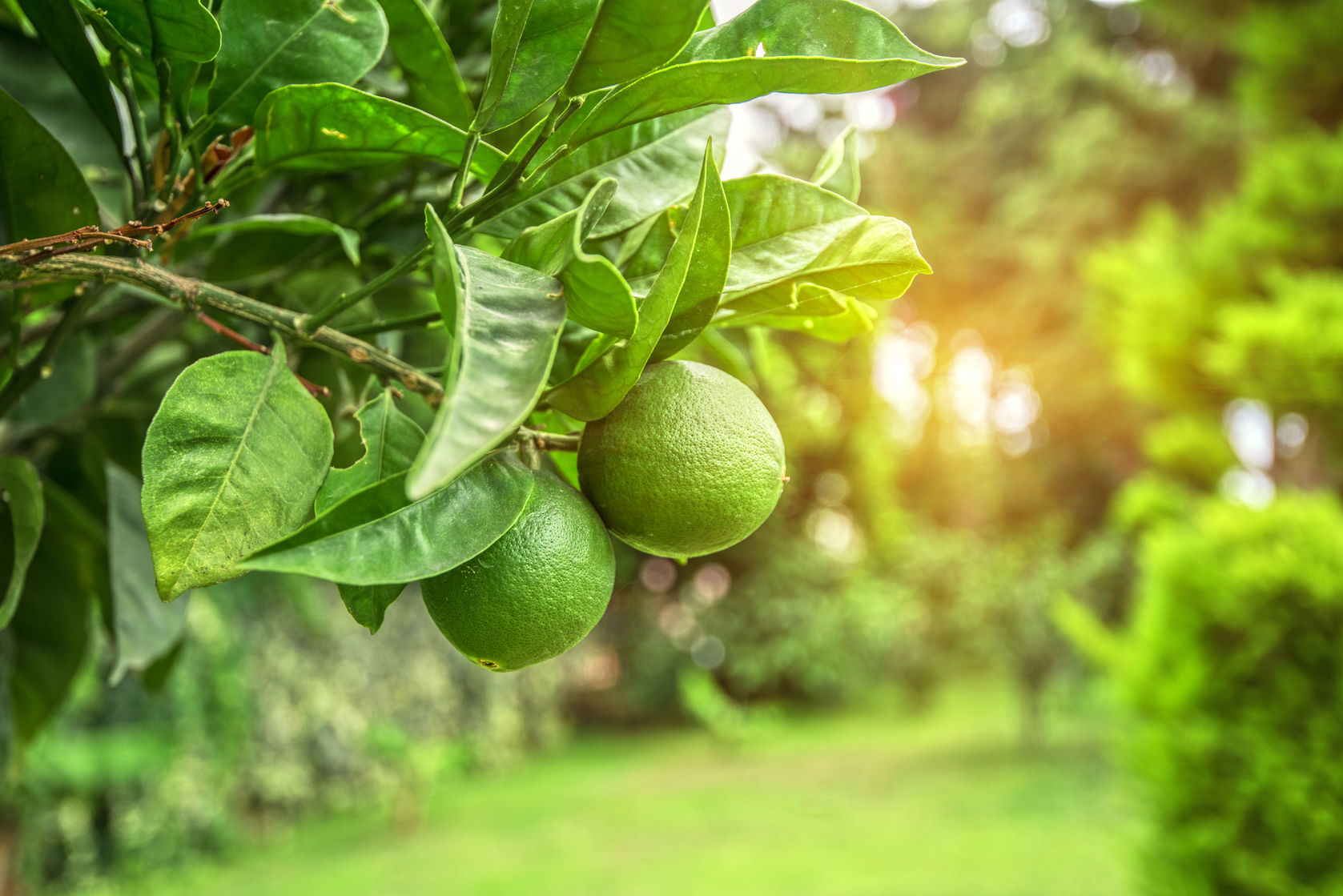 Limones