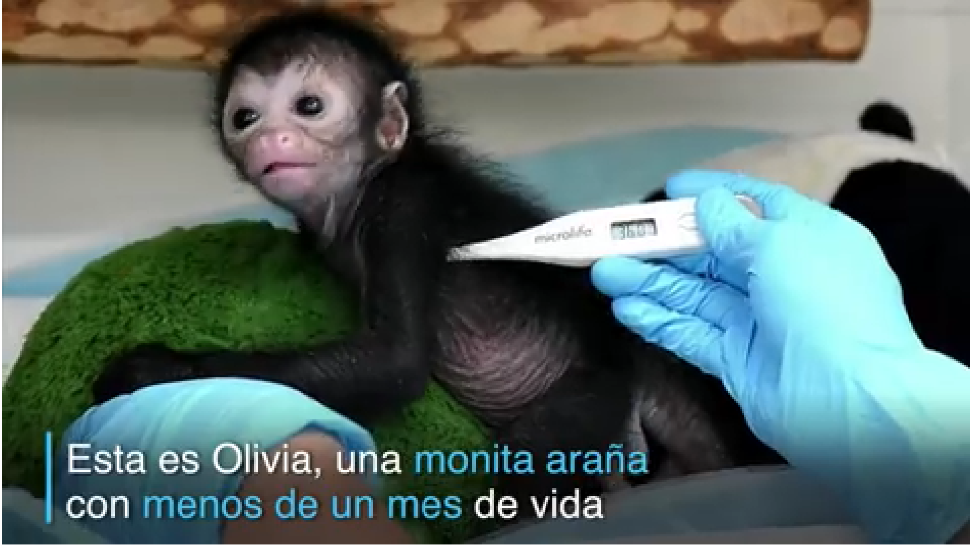 En virales: Así se recupera esta monita luego de quedar inconciente