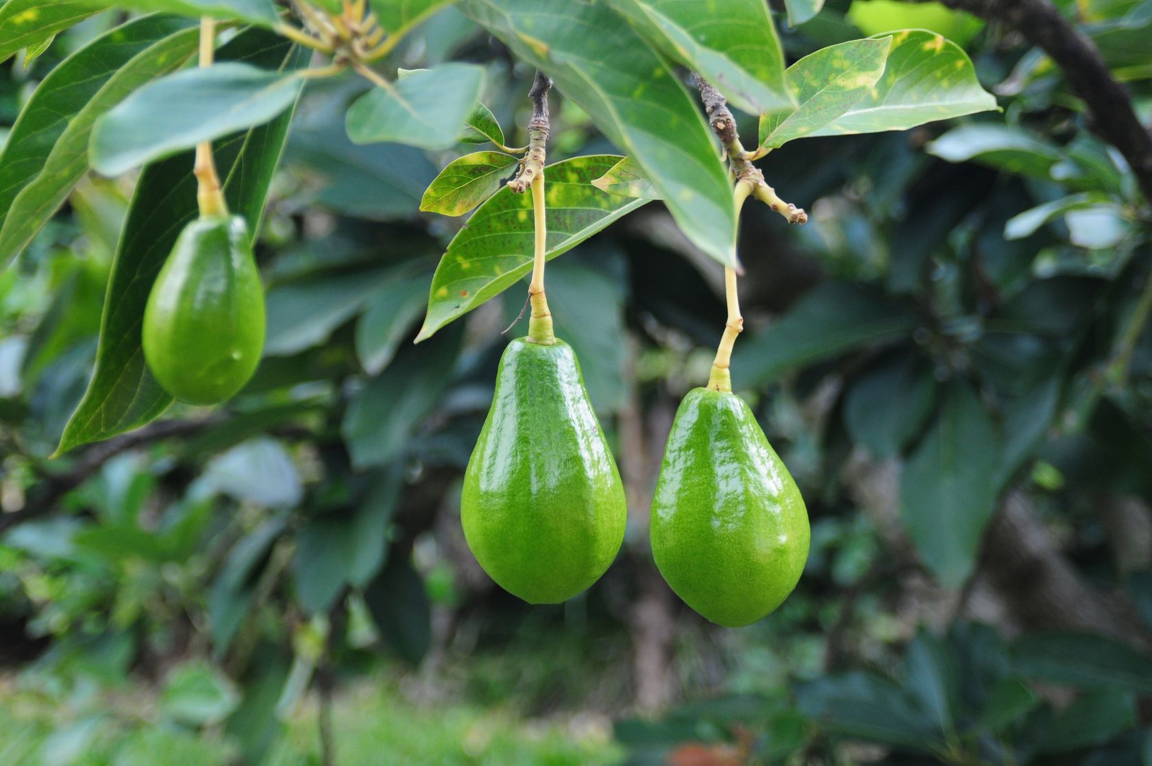 El aguacate colombiano llega a Estados Unidos