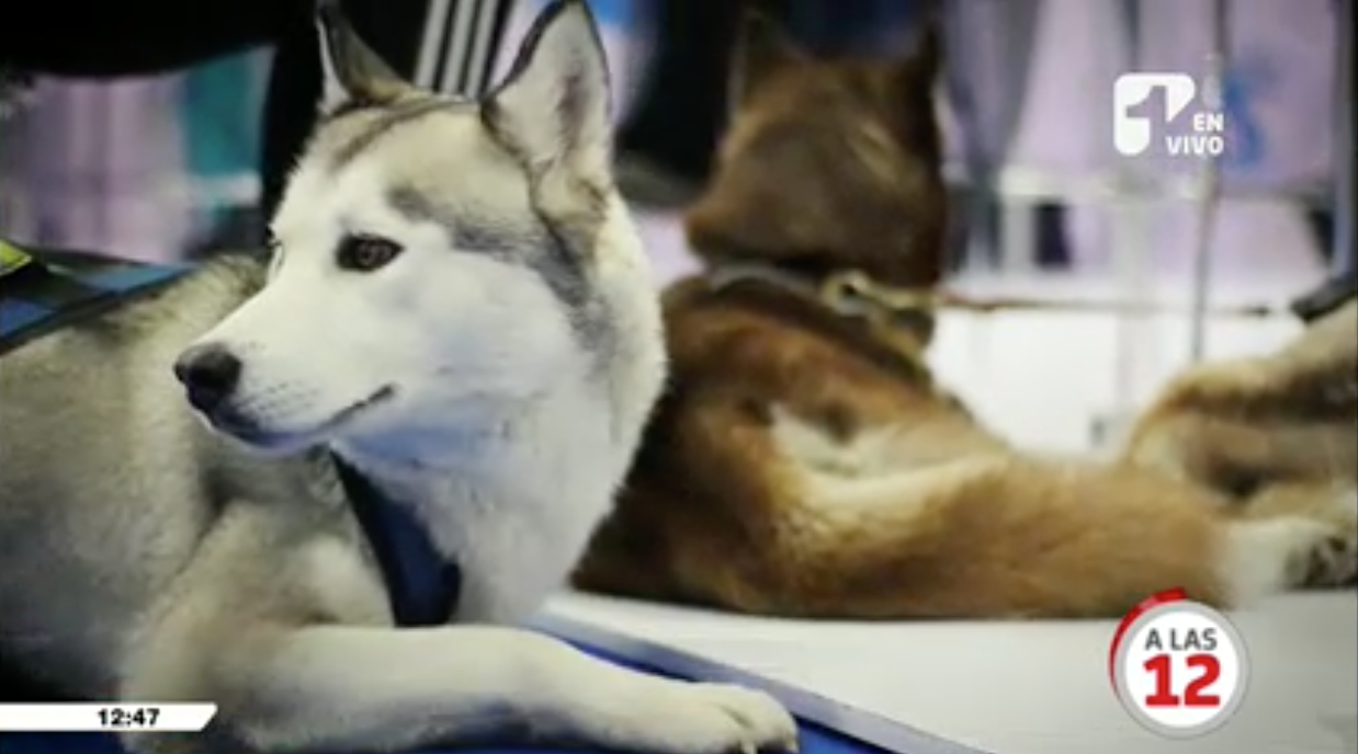 Conozca la nueva opción para que los dueños puedan recuperar a sus mascotas cuando se extravían