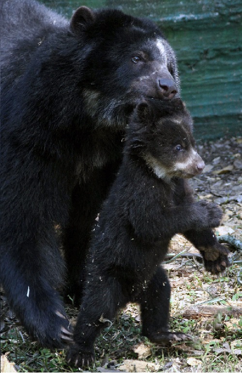 Conservación y protección del oso de anteojos en Colombia ...