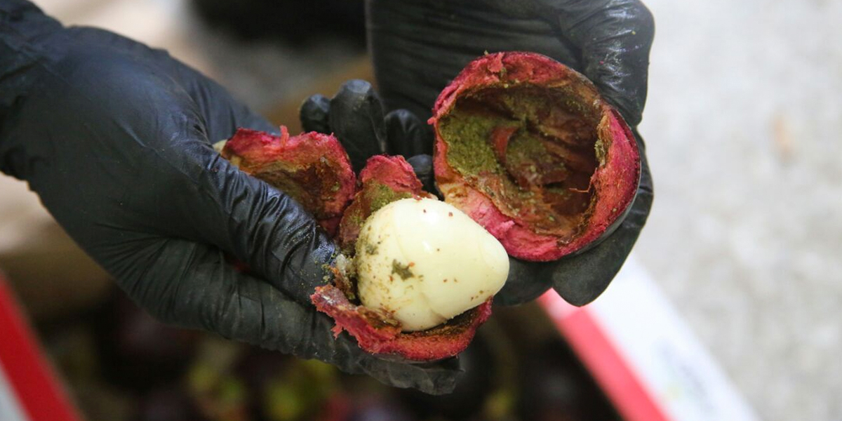 Incautan cocaína, oculta en fruta tropical con destino a Hong Kong