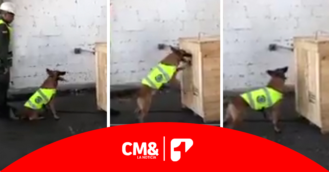 Perro descubre carga con dos toneladas de cocaína en Santa Marta