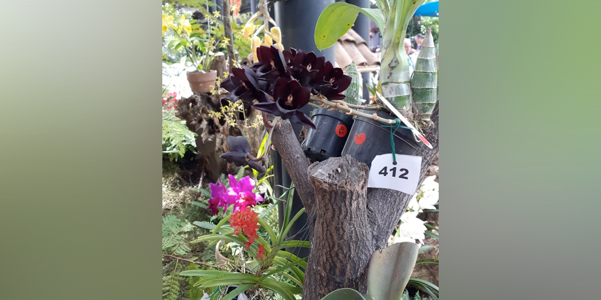 Orquídea negra, la gran novedad de la Feria de las Flores de Medellín