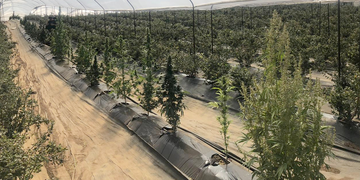 Cannabis medicinal colombiano llega a la Bolsa de valores de Canadá