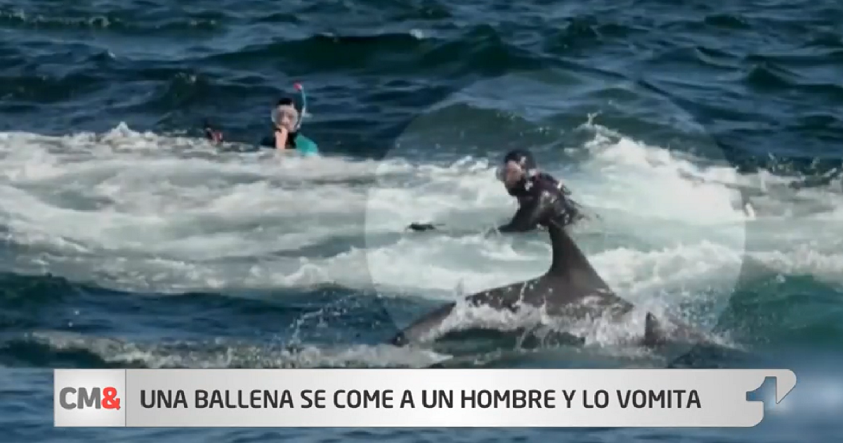 Ballena Se Come A Un Buzo