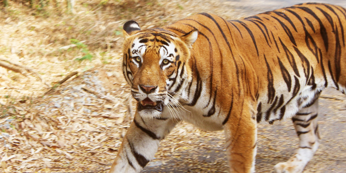 India duplica con casi 3000 tigres, ejemplares en vía de extinción