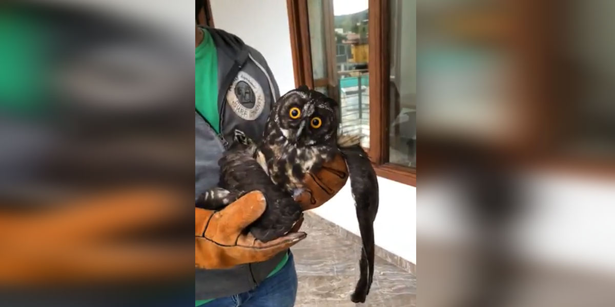 Sacrifican a búho en vía de extinción tras ser atacado con piedras en Antioquia
