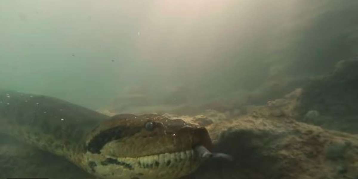 El video del sorprendente encuentro entre 2 buzos y una gigantesca anaconda de 7 metros