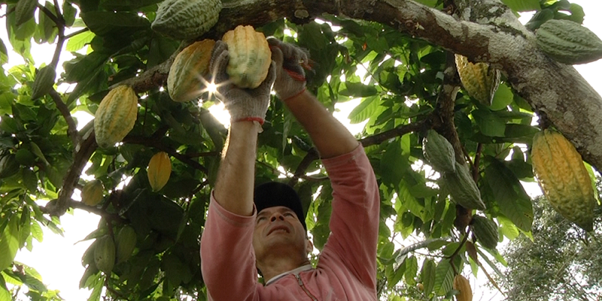 Productores de cacao exhibirán grano a compradores durante Feria Chocoshow
