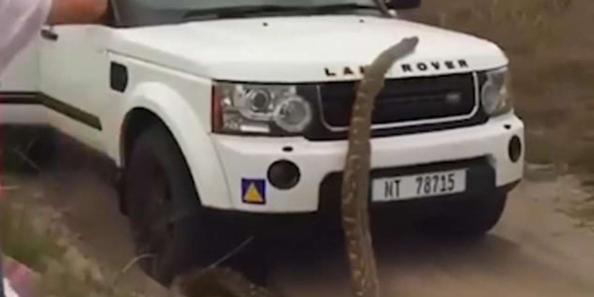 Gigantesca pitón asusta a turistas cuando se abalanza sobre la camioneta en la que estaban