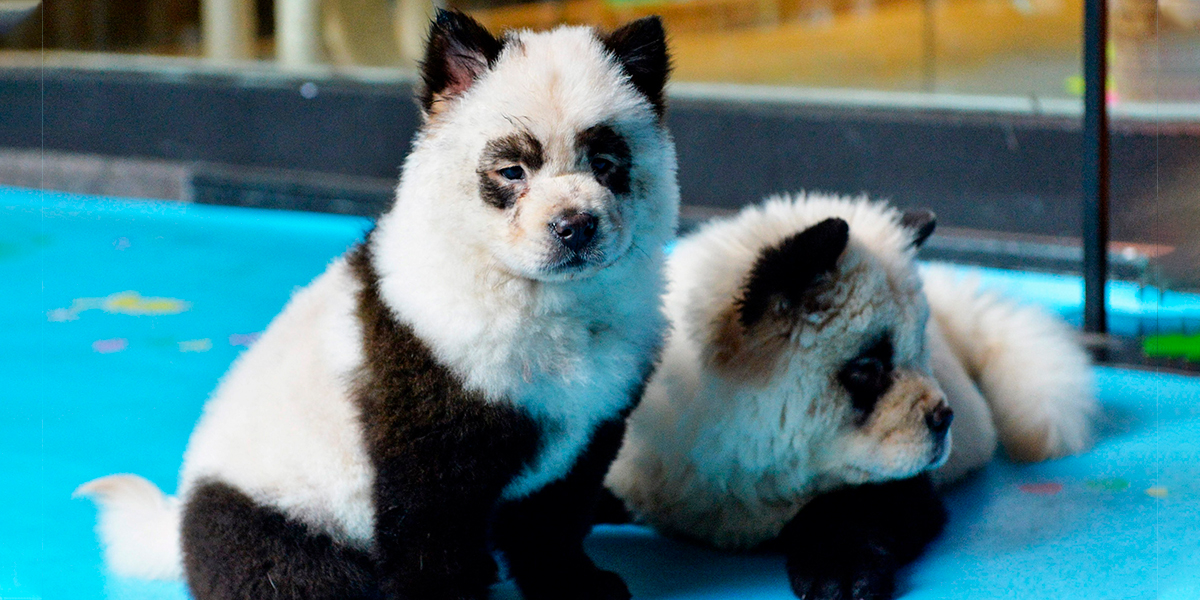 Convertir Perros En Pandas Bebes La Nueva Moda Perturbadora Que Estallo Todo Un Debate Noticentro 1 Cm