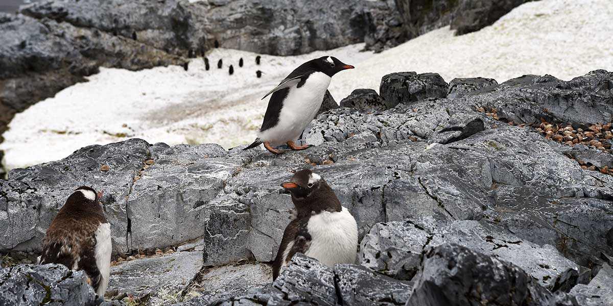 Hallan por primera vez restos de microplásticos en pingüinos de la Antártida